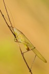 Ruspolia Nitidula