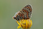 Melitea Didyma