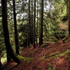 Nel sottobosco