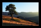 Alone in the Light