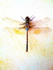 l'ho fatta con il cell tempo fa.. era un po' che la cercavo ed ora l'ho trovata. sapete dirmi che libellula ?

l'ho trovata tanto tempo fa attaccata al muro di casa mia una mattina uscendo per andare al lavoro.. (ancora non avevo la macchina fotografica quindi ho scattato col cellulare)

mi ha stupito il fatto che fosse gigante!!!!!

avete presente un iphone? ecco solo il corpo era lungo come tutto il telefono.

pero' penso fosse morta perch era immobile e neanche a toccarla si spostava.