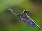 zygaena....con rugiada..