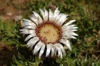 Cardo