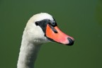 Cigno
