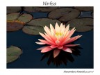 Ninfea Ninfea