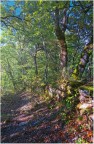 Strada nel bosco...