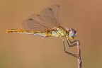 1DmkIV 300f4is tubi di prolunga, 1/1300 f9 1600iso mano libera
1600px http://a.imageshack.us/img834/6858/16791600.jpg