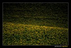 Tramonto in giallo