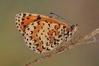 Melitea Didyma