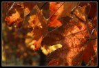 Foglie rosse