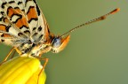 melitea profilo b.