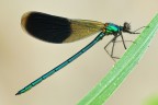 Calopteryx Splendens Calopteryx Splendens