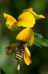 giallo dominante