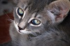 occhi di gatto
