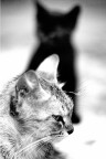 Gatti