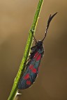 Zygaena filipendulae