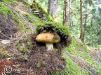 il re del bosco