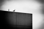 Visione