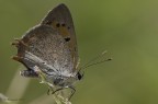 Una piccola farfalla dei lidi Clabresi.

Ciao
