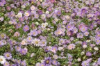 Il colore viola
