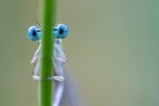 Blu eyes