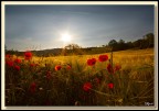 Scattata questa primavera lungo la strada mentre andavo al lavoro