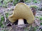 il re del bosco 2