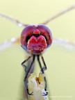 Crocothemis