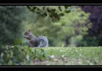 .....Squirrel.....