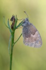 Coenonympha pamphilus