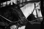 il bianco e il nero
