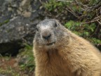 Marmotta #3 - Ok, mi fido!