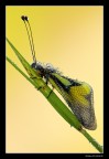 ...Ascalaphidae Lbelloides coccajus...