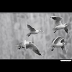 ::: - - - - ::: ::: - - - - :::