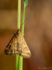 Falena