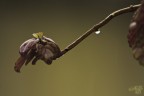 Equilibrio Precario
