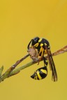 Eumenes Sp.