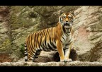 tigre  #1
