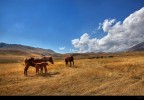Natura #92