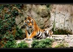 tigre #2