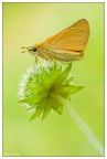 Hesperiidae