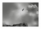 Alpine chough 2