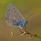 Vecchia farfalla