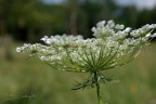 fiore