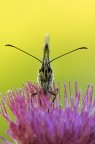 frontale di melanargia galathea..
