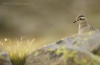 Ogni anno mi diverto andando a cercare in alta montagna questi simpatici uccelli, spesso cosi confidenti con l'uomo da accovacciarsi e mettersi a dormire a pochi metri dal fotografo.

Il dificcile quindi, una volta trovati  realizzare una foto un po diversa dal solito pieno fotogramma che  molto documentaristico ma poco fotografico....almeno a mio avviso :-)

Spero che questo taglio un po particolare vi piaccia...

Ciao

Gerardo