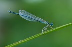 Damigella azzurrina
