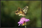 Farfalla...1