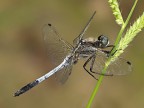 libellula blu..