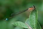 Ischnura elegans